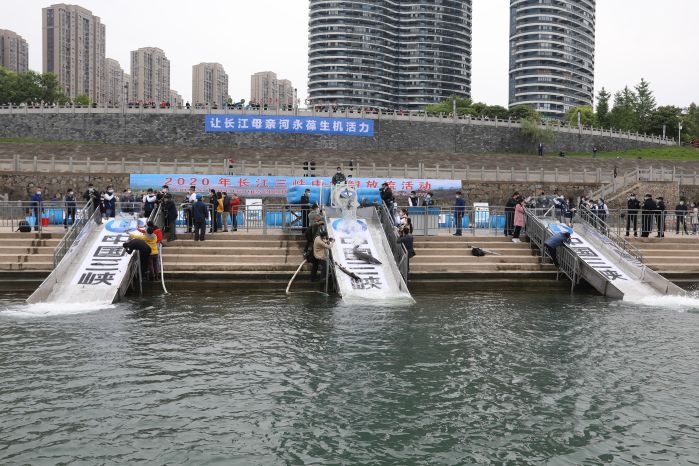 10,000 Chinese sturgeons are released into the Yangtze River at Yichang, Hubei province, on April 22, 2020 by China Three Gorges Corporation (CTG). Photo by Hua Liu