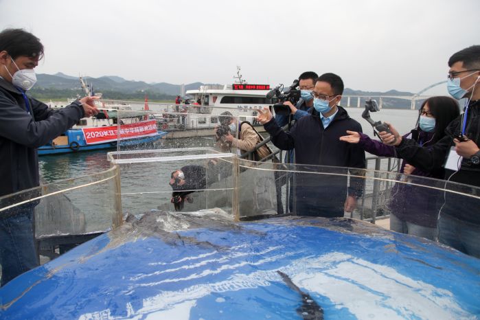 Sturgeons release will play a positive and significant role in promoting the ecological restoration of the Yangtze River Basin and supporting the high-quality development of the Yangtze River Economic Belt. Photo by Lei Yuan