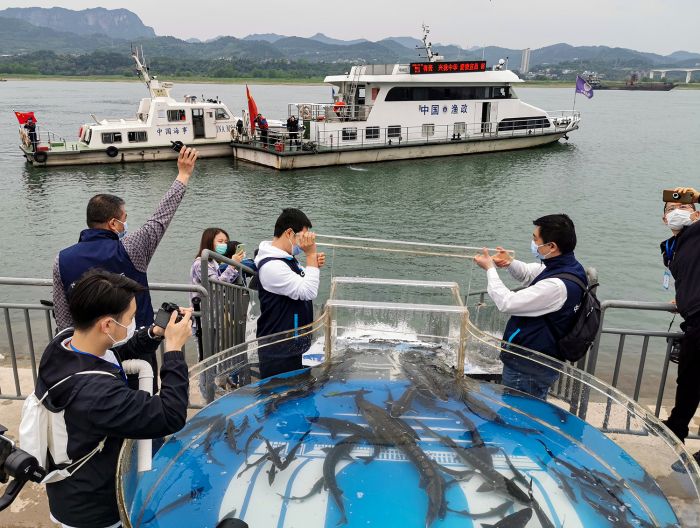 The Chinese sturgeons release event has been held every year since 1984, non-stop. On top of that, CTG also organizes open-day activities, inviting residents along the Yangtze River to participate in the releases and promoting awareness on the importance of environmental protection. Photo by Ming Li